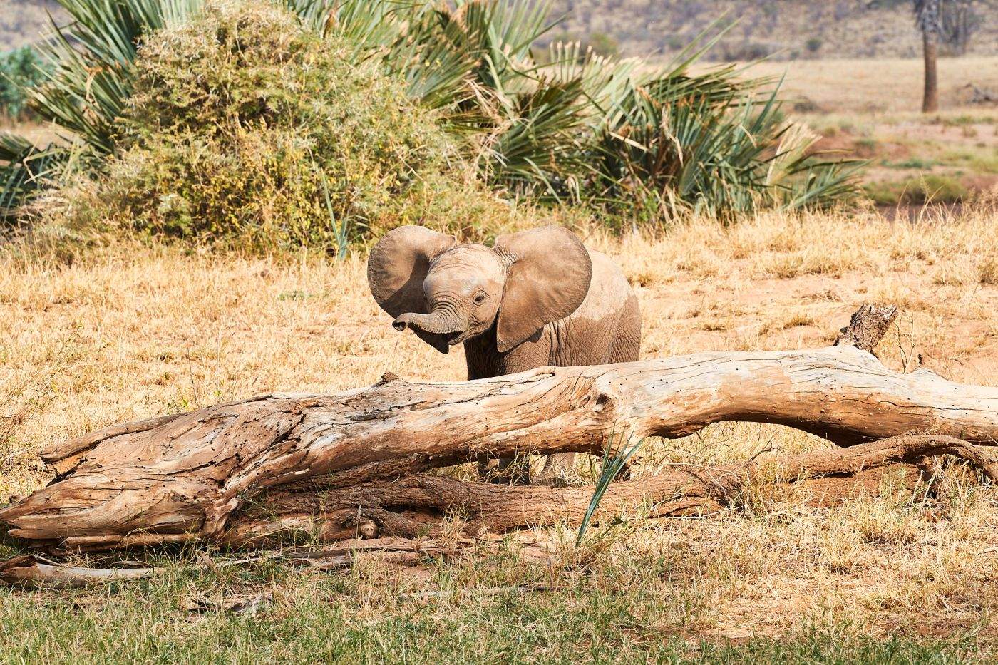 Hide and seek in Samburu: A young elephant explores the savanna